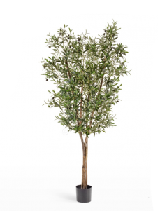 Олива Нэйчерел с плодами