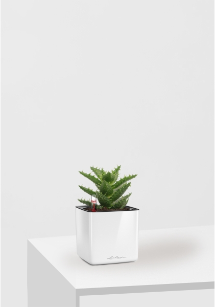 Алоэ Хавортия микс 5 см в CUBE GLOSSY 14