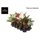 Аглаонема Микс Exclusive 12/35 см Аглаонема Микс Exclusive 12/35 см