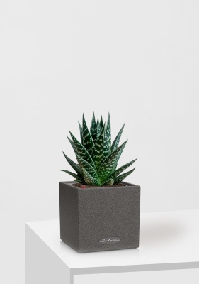 Алоэ Тики Таки 10/20 см в CANTO STONE 14