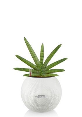 Сансевиерия Скайлайн в PURO 20, белый