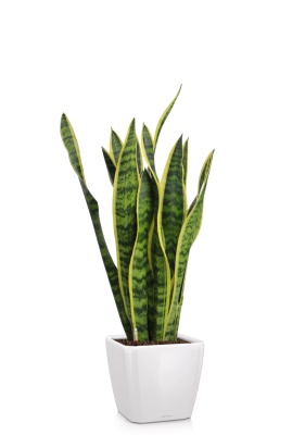 Сансевиерия Лауренти 17/60 см в QUADRO LS 21