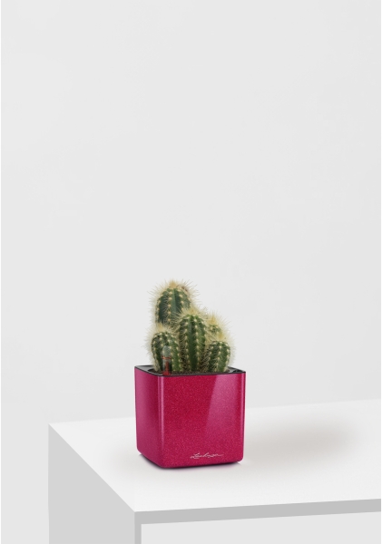 Кактус микс 8 см в CUBE GLOSSY KISS 14