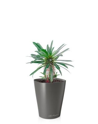 Пахиподиум Ламера 10/20 см в MINI DELTINI 10, антрацитовый металлик