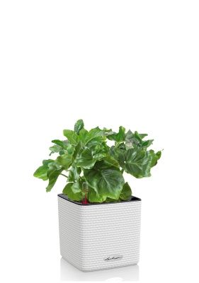 Филодендрон Атом в CUBE COLOR 14, белый