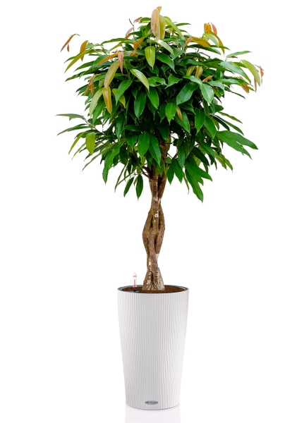 Фикус Биннендийка Амстел Кинг переплетенный 27/140 см в CILINDRO COLOR 32