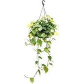 Филодендрон Brasil Бразил d28 см h120 см Филодендрон Brasil Бразил d28 см h120 см