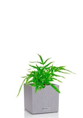 Папоротник Птерис 12/30 см в CANTO STONE 14, серый камень