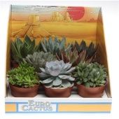 Суккуленты микс In Showdoos d8.5 см h10 см