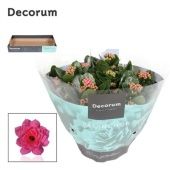 Каланхоэ Calandiva розовый (decorum) d23 см h28 см Каланхоэ Calandiva розовый (decorum) d23 см h28 см