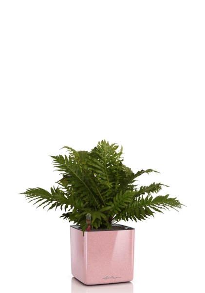 Блехнум 12/30 см в CUBE GLOSSY KISS 14