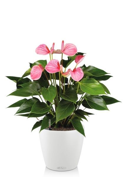 Антуриум Андрианум розовый 17/60 см в CLASSICO COLOR 21