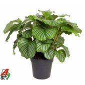Калатея Орбифолия d27 см h80 см