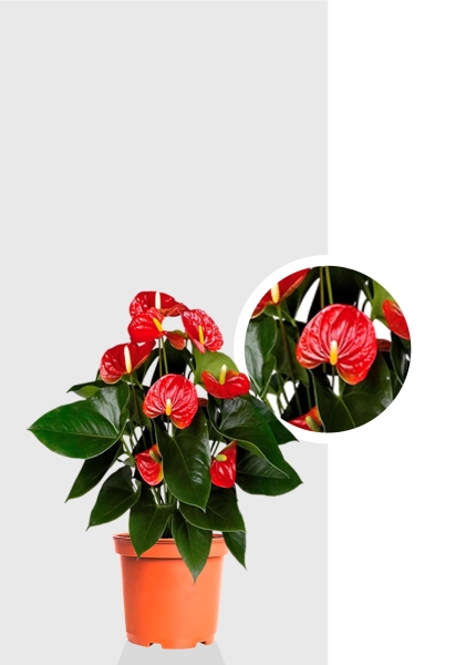 Антуриум Андрианум красный 17/60 см