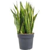 Сансевиерия Лауренти d30 см h120 см
