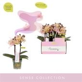 Фаленопсис 2 ствола Aromio Honey 10+ (opti) d7 см h25 см