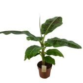 Банан Dwarf Cavendish d21 см h100 см Банан Dwarf Cavendish d21 см h100 см