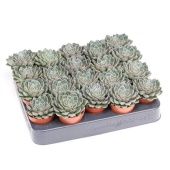 Граптопеталум Vega d5.5 см h8 см