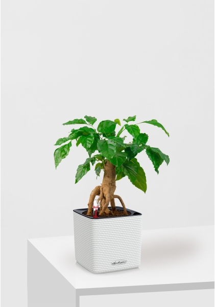 Радермахера бонсай 12/30 см в CUBE Color 14