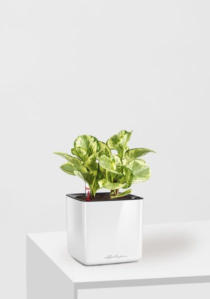 Пеперомия Голден Гейт 14/20 см в CUBE GLOSSY 16