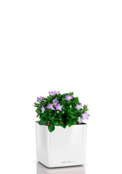 Кампанула Амбелла 12/25 см в CUBE GLOSSY 14