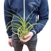 Тилландсия Melanocrater d30 см h30 см