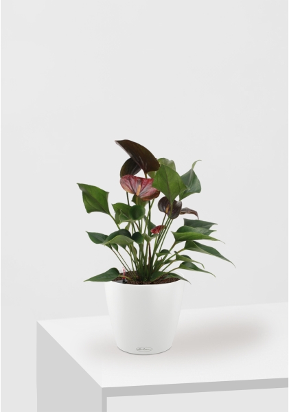 Антуриум Андре шоколадный 12/40 см в CLASSICO COLOR 18 Антуриум Андре шоколадный 12/40 см в CLASSICO COLOR 18