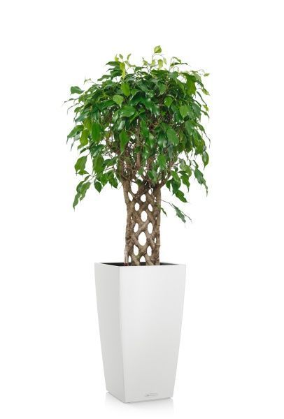 Фикус Экзотика решетка 23/100 см в CUBICO COLOR 30 Фикус Экзотика решетка 23/100 см в CUBICO COLOR 30