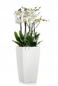 Орхидея в CUBICO 30 Орхидея в CUBICO 30