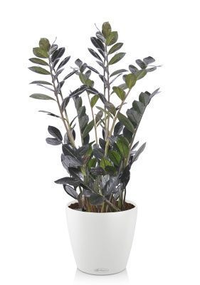 Замиокулькас Равен в CLASSICO COLOR 28, белый Замиокулькас Равен в CLASSICO COLOR 28, белый