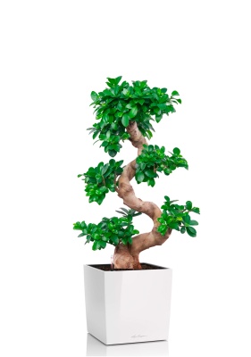 Фикус Микрокарпа Гинсенг 35/90 см в CUBE 40, белый блестящий Фикус Микрокарпа Гинсенг 35/90 см в CUBE 40, белый блестящий