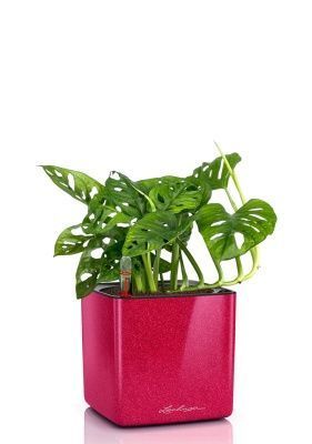 Монстера Манки 12/30 см в CUBE GLOSSY KISS 14, вишнево-розовый блестящий