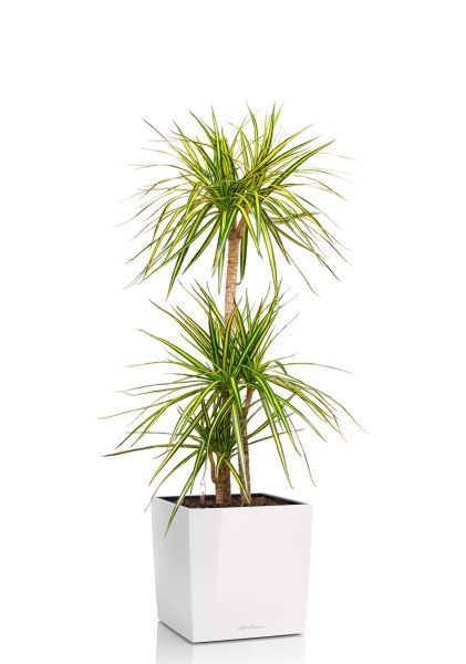 Драцена Маргината Санрей 3 ствола 27/150 см в CUBE 30