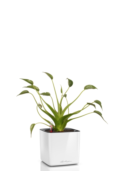 Алоказия Тину Дансер 12 см в CUBE Glossy 14