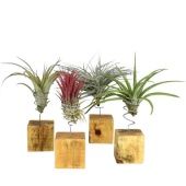 Тилландсия Houtblok Large d7 см h20 см Тилландсия Houtblok Large d7 см h20 см