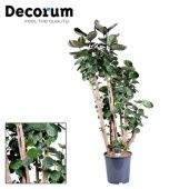 Полисциас Фабиан d27 см h160 см