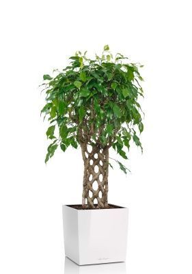 Фикус Экзотика решетка 23/100 см в CUBE 30, белый блестящий Фикус Экзотика решетка 23/100 см в CUBE 30, белый блестящий