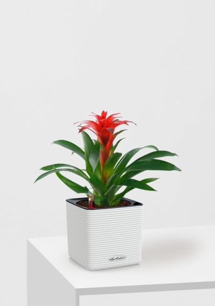 Гузмания Калипсо красная 12/40 см в CUBE COLOR 14