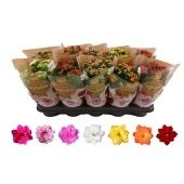 Каланхоэ Rosalina микс d12 см h27.5 см тип 2