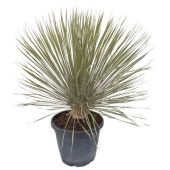 Юкка Elata d40 см 110 см