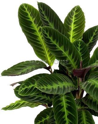 Лиственный микс в Cottage 50