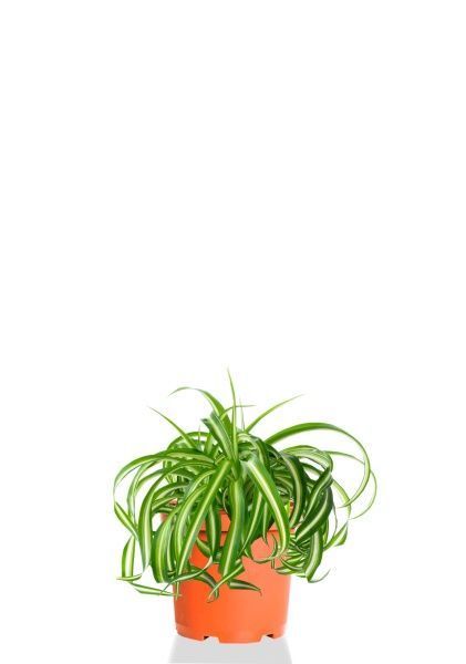 Хлорофитум Бонни 12/25 см