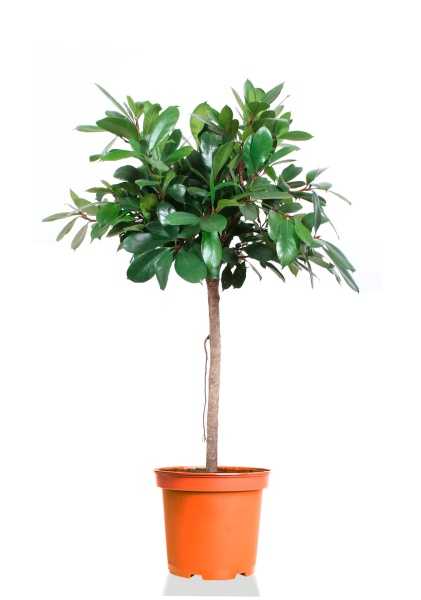 Фикус Циатистипула на стволе d27 см h130 см