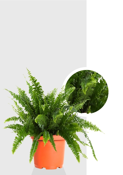 Папоротник Нефролепис Грин Леди 29/60 см