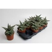 Гастералоэ Авео d14 см h20 см