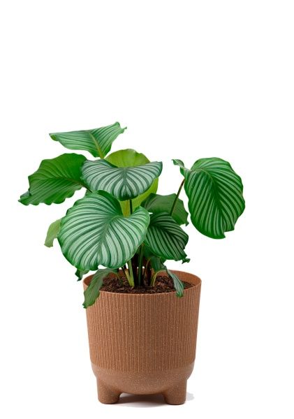 Калатея Орбифолия 15/50 см в LAMELA ARIA 180 ECO coffee jumper