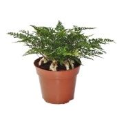 Даваллия Humata Tyermannii d17 см h35 см