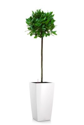 Лавр Нобилис 21/120 в CUBICO 30, белый блестящий