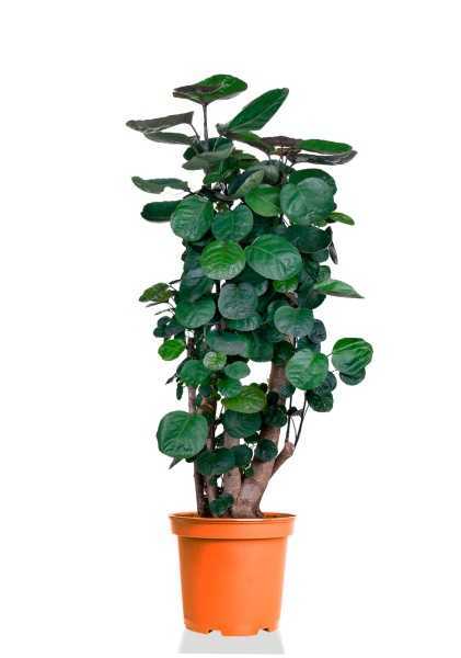 Полисциас Фабиан d27 см h140 см