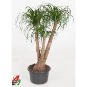 Нолина бранч d41 см h140 см